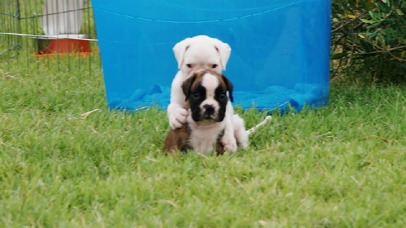 chiot Boxer Spacybox